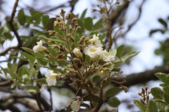 Heterophragma quadriloculare